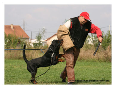 Wotan training