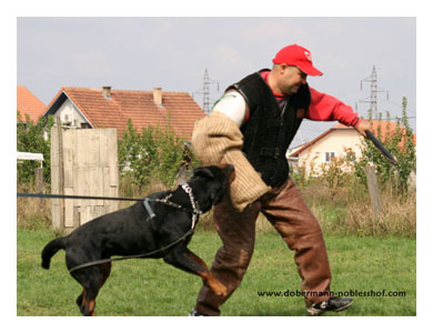 Wotan training
