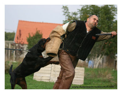 Wotan training