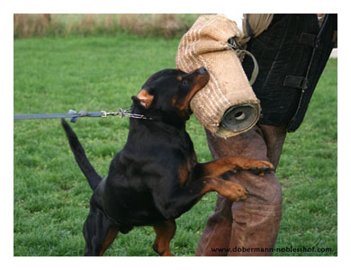 Wotan training