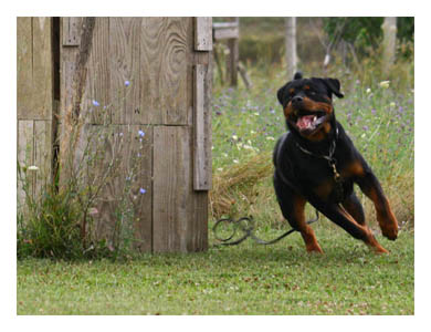Wotan Training