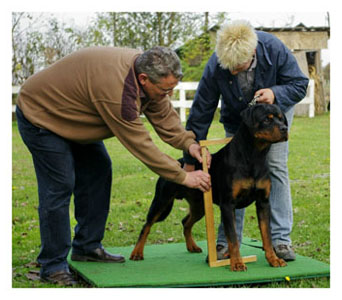 Wotan ZTP 1/11/2008 Judge:Mr Helmut Weiler ADRK,Germany