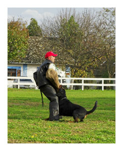 Wotan ZTP 1/11/2008 Judge:Mr Helmut Weiler ADRK,Germany  